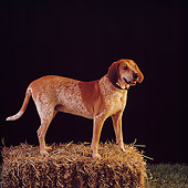 DOG 06 RS0013 02
Profile Portrait Of Red Tick Coonhound On Hay Bale