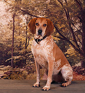 DOG 06 RS0015 01
Portrait Of Red Tick Coonhound Trees Background