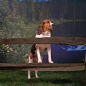 DOG 06 RS0016 02
Treeing Walker Coonhound Leaning On Fence By Lake And Trees