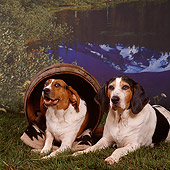DOG 06 RS0017 03
Two Treeing Walker Coonhounds On Grass By Barrel
