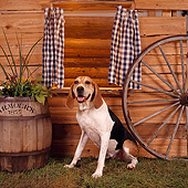 DOG 06 RS0018 02
Treeing Walker Coonhound By Cabin