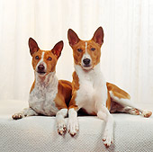 DOG 06 RS0020 01
Portrait Of Basenji Dogs