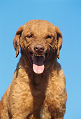 DOG 06 SS0006 01
Head Shot Of Chesapeake Bay Retriever Snarling