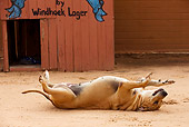 DOG 07 JE0006 01
Dog Laying On Back On Dirt By Doghouse