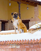 DOG 07 JE0007 01
Mixed Breed Dog Standing On Snowy Roof Guarding House