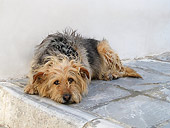 DOG 07 JE0008 01
Mixed Breed Dog Laying In Street Greece