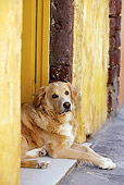 DOG 07 JE0011 01
Mixed Breed Dog Laying On Front Step Greece