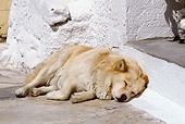 DOG 07 JE0013 01
Mixed Breed Dog Sleeping By Front Step Greece