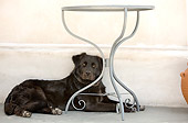 DOG 07 JE0016 01
Mixed Breed Dog Resting Under Table Greece
