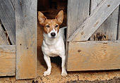 DOG 07 JN0001 01
Mixed Breed Dog Standing In Doorway