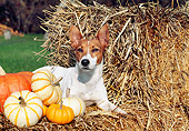 DOG 07 JN0002 01
Mixed Breed Dog Laying On Hay Bale By Pumpkins