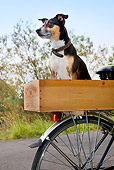 DOG 07 JS0002 01
Mixed Breed Dog Sitting In Wooden Box On Bicycle