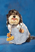 DOG 07 MQ0112 01
Humorous Mixed Breed Dog Wearing Dorothy Costume In Blue Studio