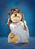 DOG 07 MQ0113 01
Humorous Mixed Breed Dog Wearing Dorothy Costume In Blue Studio