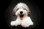 DOG 07 MQ0114 01
Bichon-Poodle Mix In Studio