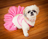 DOG 07 MQ0115 01
Mixed Breed Shih Tzu With Pink Tutu And Nail Polish Sitting On Hardwood Floor