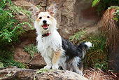 DOG 07 NR0006 01
Mixed Breed Terrier Standing On Log By Boulder