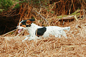 DOG 07 NR0008 01
Mixed Breed Terrier Running In Dry Grass