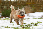 DOG 07 NR0010 01
Mixed Breed Terrier Running On Snow And Grass Carrying Toy In Mouth