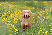 DOG 07 NR0012 01
Mixed Breed Spaniel Sitting In Field Of Yellow Flowers