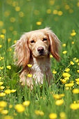 DOG 07 NR0013 01
Mixed Breed Spaniel Sitting In Field Of Yellow Flowers