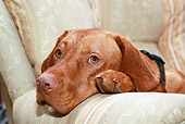 DOG 07 NR0014 01
Head Shot Of Mixed Breed Hound Resting Head On Arm Of Couch