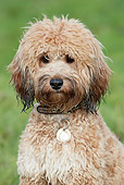 DOG 07 NR0016 01
Portrait Of Cockapoo Sitting On Grass