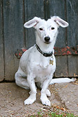 DOG 07 NR0017 01
Mixed Breed Dog Sitting By Wooden Door