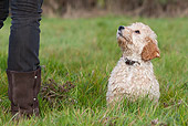 DOG 07 NR0019 01
Cockapoo Sitting On Grass By Owner's Feet