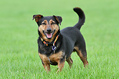 DOG 07 NR0020 01
Cross Breed Dog Standing On Grass