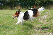 DOG 07 NR0021 01
Crossbreed Dog Running Through Field