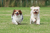 DOG 07 NR0022 01
Two Crossbreed Dogs Running Through Field