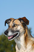 DOG 07 PE0001 01
Head Shot Of Mixed Breed Dog With Heterochromia