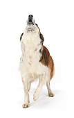 DOG 07 PE0003 01
Crossbred Border Collie Standing On White Seamless Howling