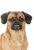 DOG 07 PE0004 01
Head Shot Of Crossbred Pug-Dachshund On White Seamless