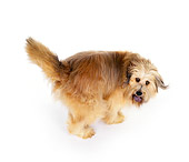 DOG 07 RK0024 01
Mix Breed Dog Standing Looking Back On White Seamless Background