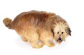 DOG 07 RK0024 02
Mix Breed Dog Standing Looking Back On White Seamless Background