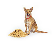 DOG 07 RK0034 03
Mixed Breed Sitting Next To A Pile Of Dog Treats On White Seamless