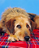 DOG 07 RK0068 02
Mixed Breed 