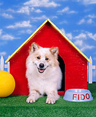 DOG 07 RK0076 06
Mixed Breed 