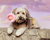 DOG 07 RK0094 05
Mixed Breed Laying On Stone Wall With Flower In Mouth Purple Clouds Background
