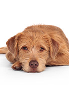 DOG 07 RK0150 05
Head Shot Of Mixed Breed Laying On White Seamless
