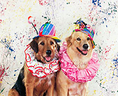 DOG 07 RK0169 04
Two Mixed Breeds In Clown Costume Splattered Paint Background