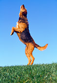 DOG 07 RK0182 15
Profile Shot Of Mixed Breed Standing On Hind Feet Begging On Grass