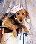 DOG 07 RK0187 09
Mixed Breed Magic Leaning On Ladder With Paint And Paint Brush In Mouth