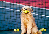 DOG 07 RK0195 01
Humorous Shot Mixed Breed Sheppe Sitting On Tennis Court With Balls In Mouth