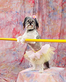 DOG 07 RK0237 01
Mixed Breed Standing On Hind Feet Wearing Ballet Tutu Holding Onto Bar With Flower In Hair Mottled Background