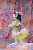 DOG 07 RK0242 16
Mixed Breed On Hind Legs Wearing Tutu