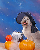 DOG 07 RK0251 05
Mixed Breed Sheppe Wearing Witch Hat By Pumpkins