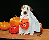 DOG 07 RK0254 03
Mixed Breed Magic Wearing Ghost Costume With Pumpkin In Mouth Trick Or Treat